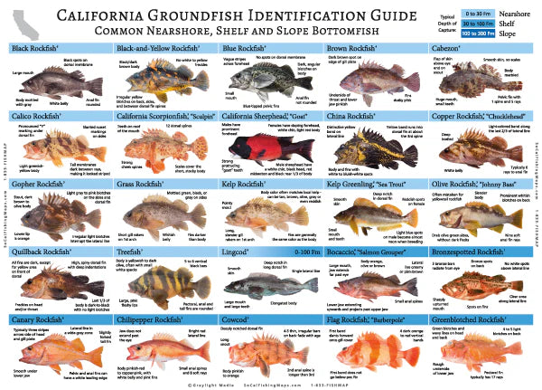 California Groundfish ID Guide