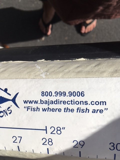 Fish Measure Scale Ruler Sticker Fish Sticker Ruler – Blue Water Hunter
