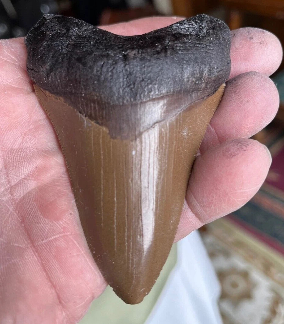 MEGALODON Tooth - Replica